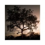 Miniature Tableau SAVANE ARBRE (image 1)