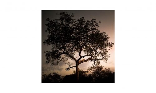 Tableau SAVANE ARBRE