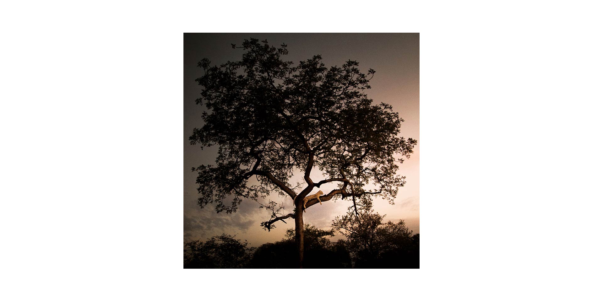 Slider Tableau SAVANE ARBRE (image 1)