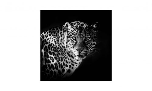 Tableau SAVANE LEOPARD