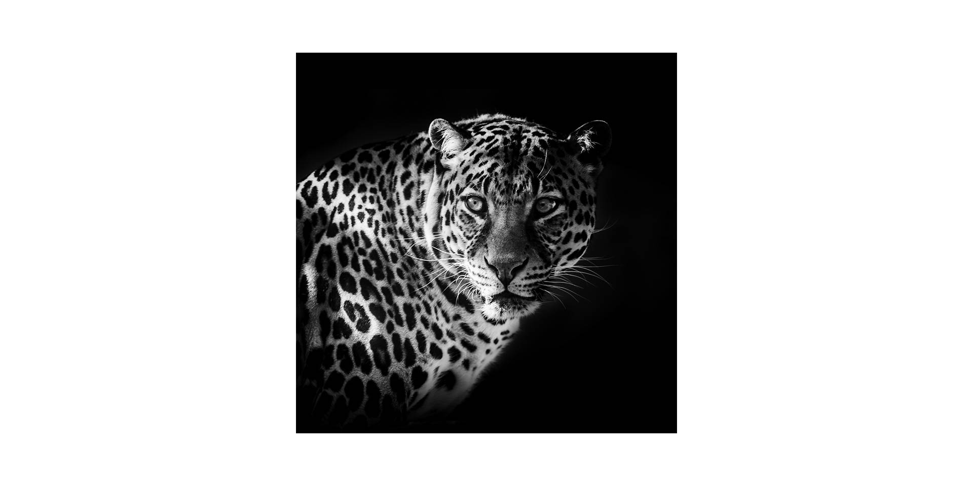Slider Tableau SAVANE LEOPARD (image 1)