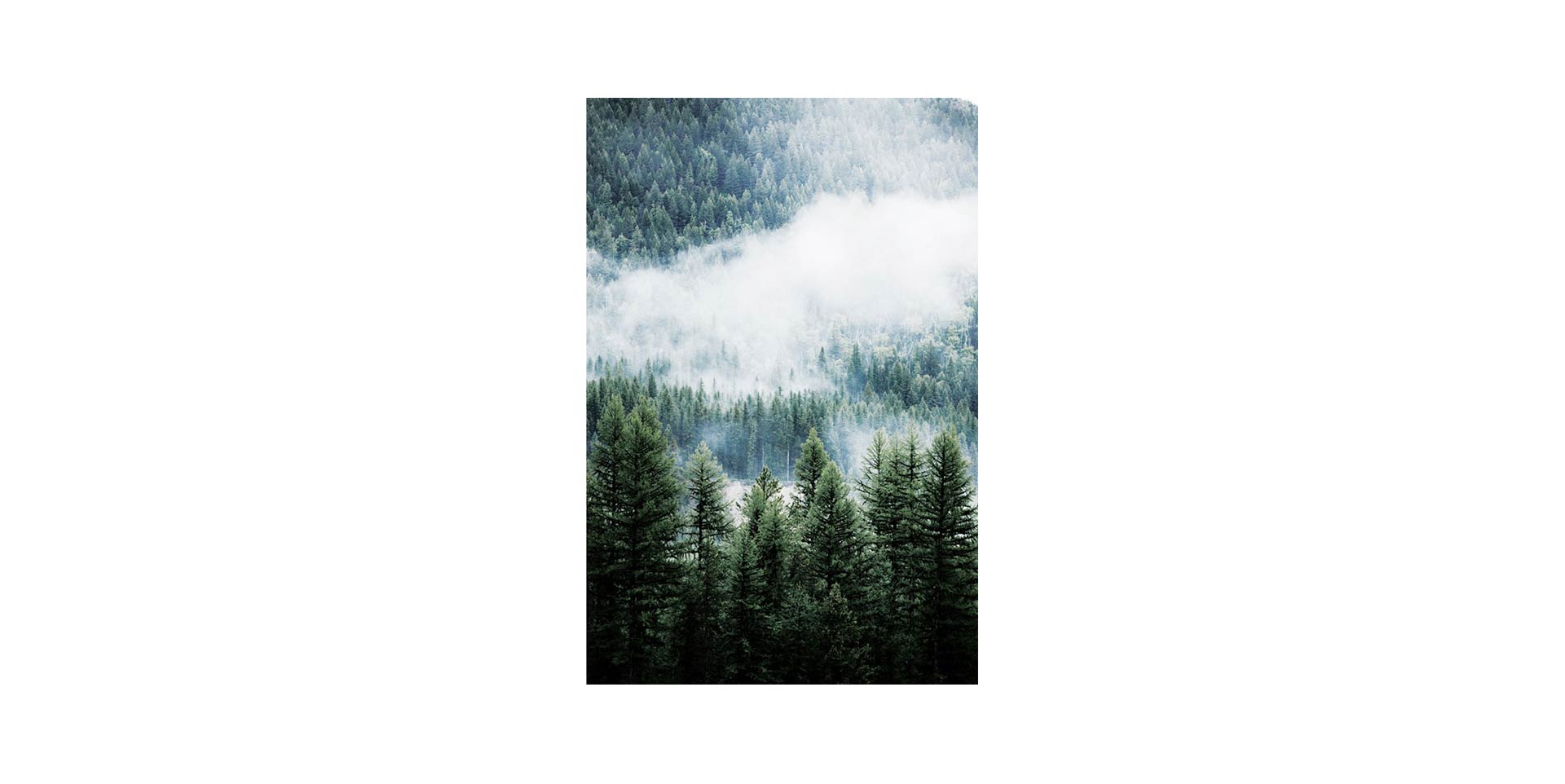 Slider Tableau BRUME SAPIN (image 1)
