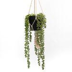 Miniature Suspension végétale SEDUM (image 1)