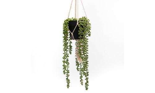 Suspension végétale SEDUM
