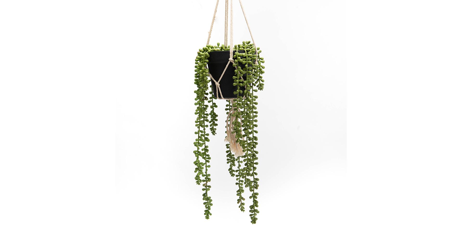 Slider Suspension végétale SEDUM (image 1)