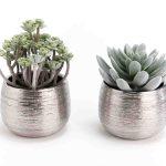 Miniature CACTUS (image 1)